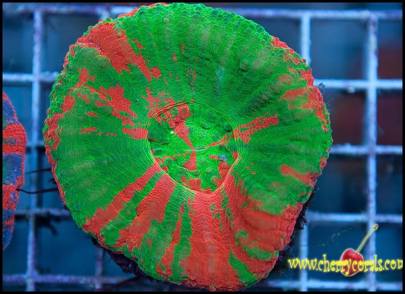NewCorals300_4.jpg