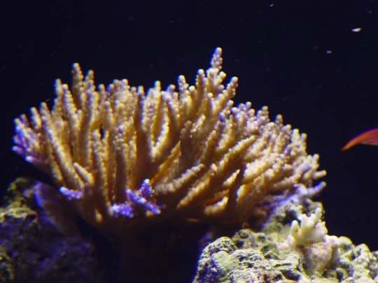 NanaJune08.jpg