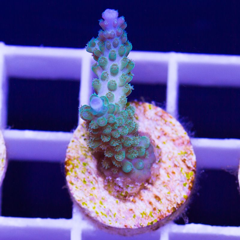 newcoral1674b.jpg