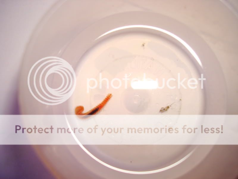 fishtank4371.jpg