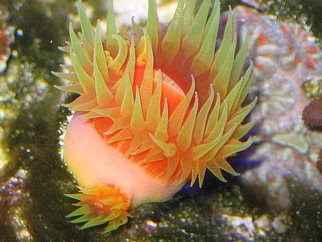 65g003.jpg