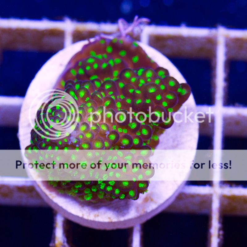newacropora2047bbbbb.jpg~original