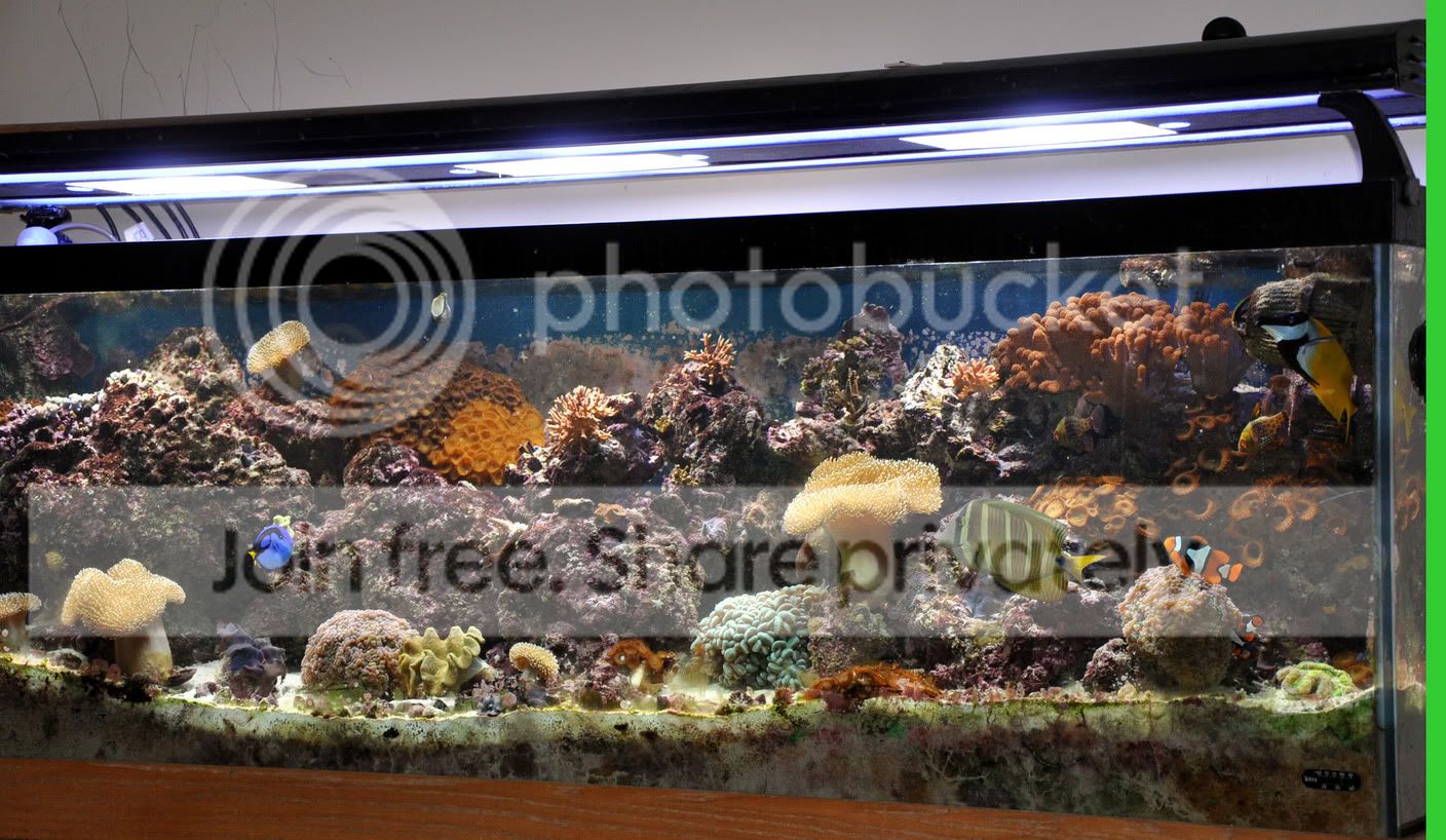 AquaLightProonTank2.jpg