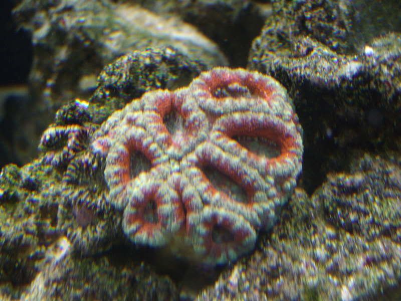 jayfish005.jpg