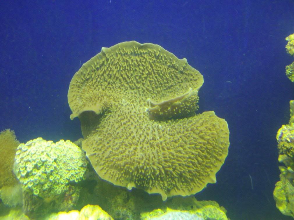 jayfish020.jpg