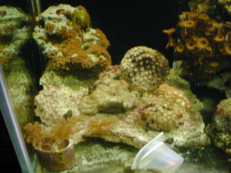 oceanic10.jpg