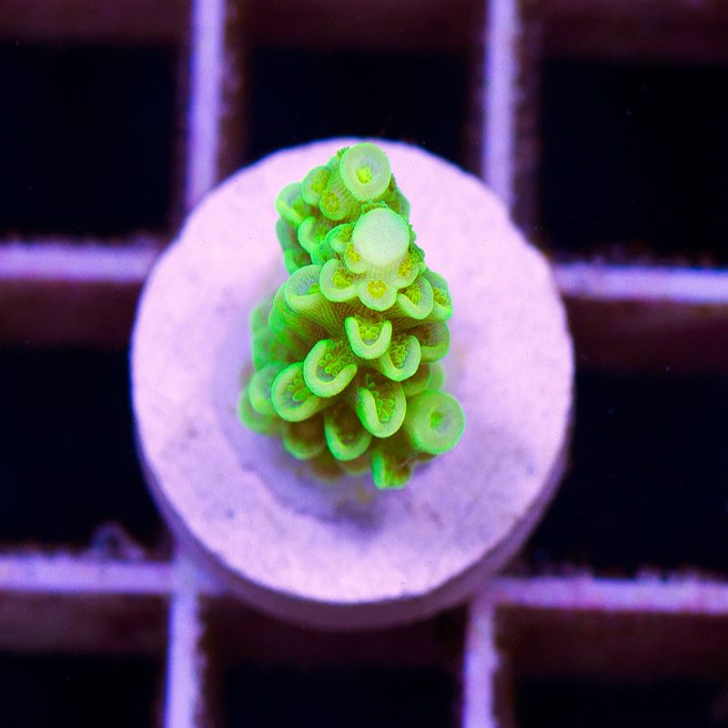 newcorals810b.jpg~original