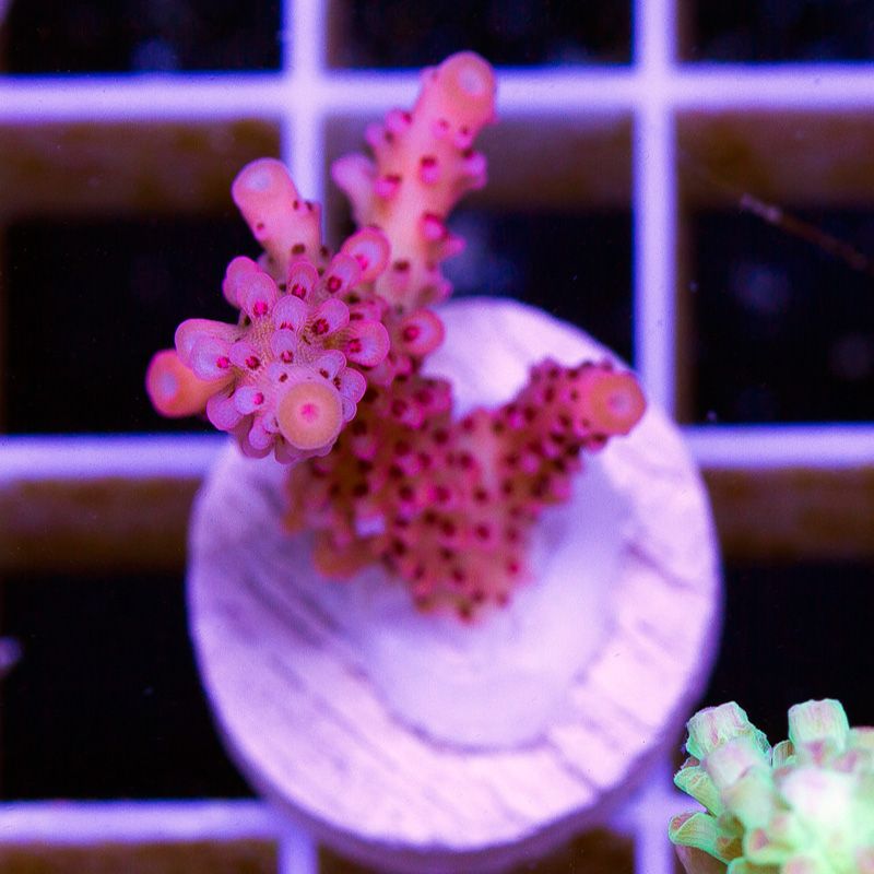 newacropora0167b.jpg~original