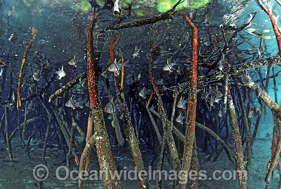 35M1844-03-cardinalfish.jpg
