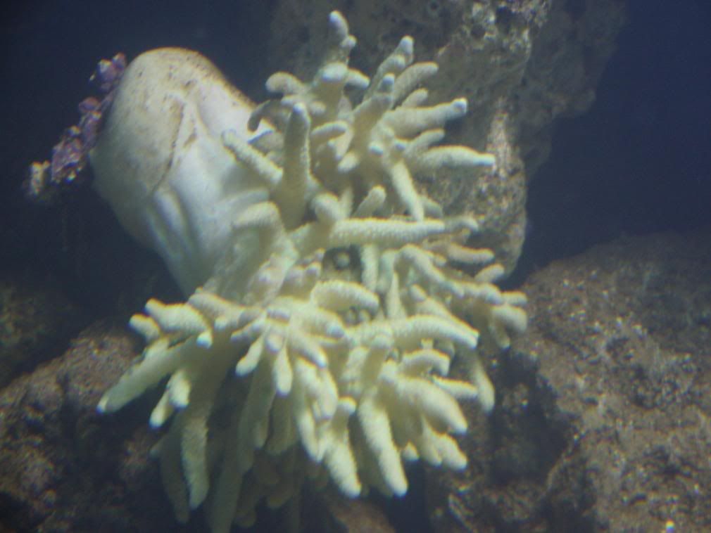 jayfish018-2.jpg