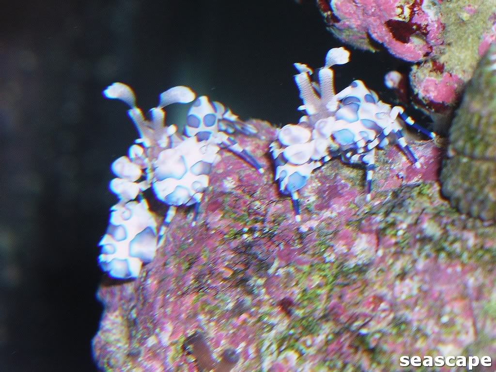 harlequinshrimp002.jpg