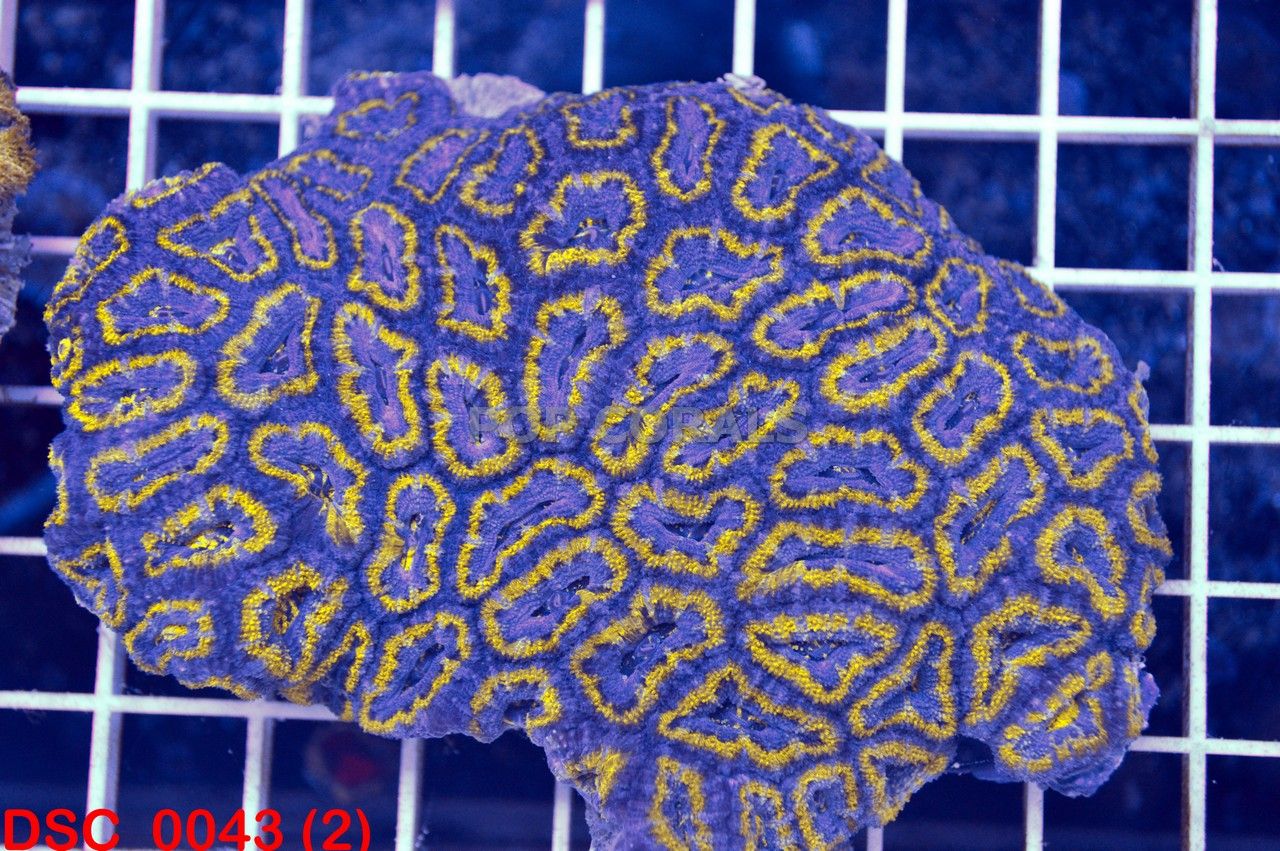 DSC_00432_zps9a1d5647.jpg