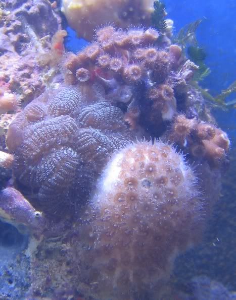 07282005unknowncoral1.jpg