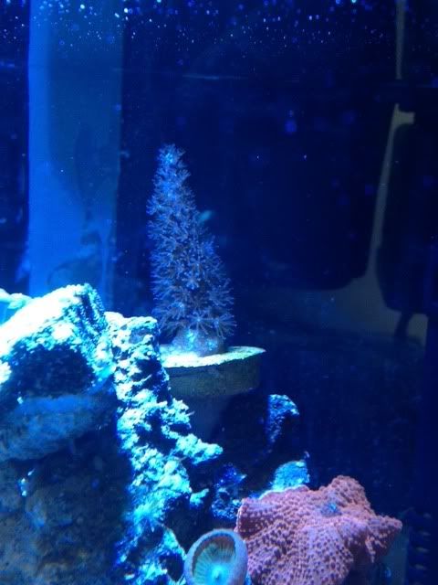 photochristmastree.jpg