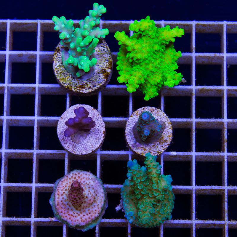 newacropora2019b.jpg~original