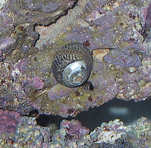 nerite-snail-1.jpg