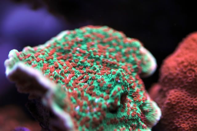 DSC_0672_edited.jpg
