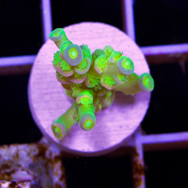 newacropora0123b.jpg~original