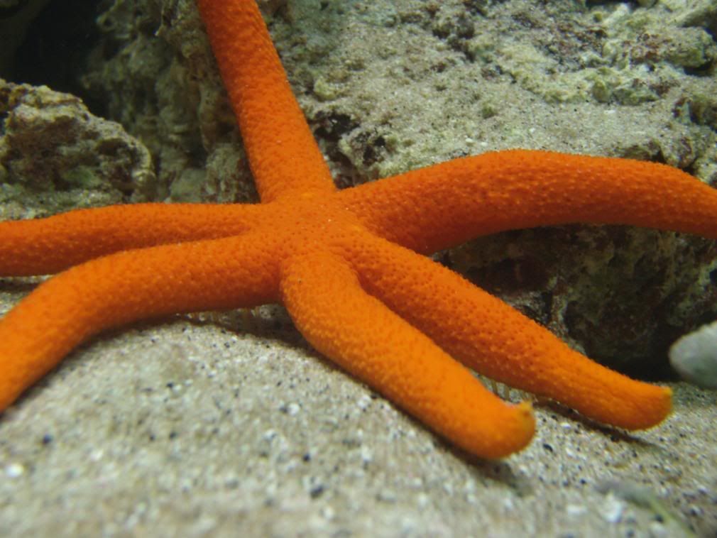 jayfish127.jpg