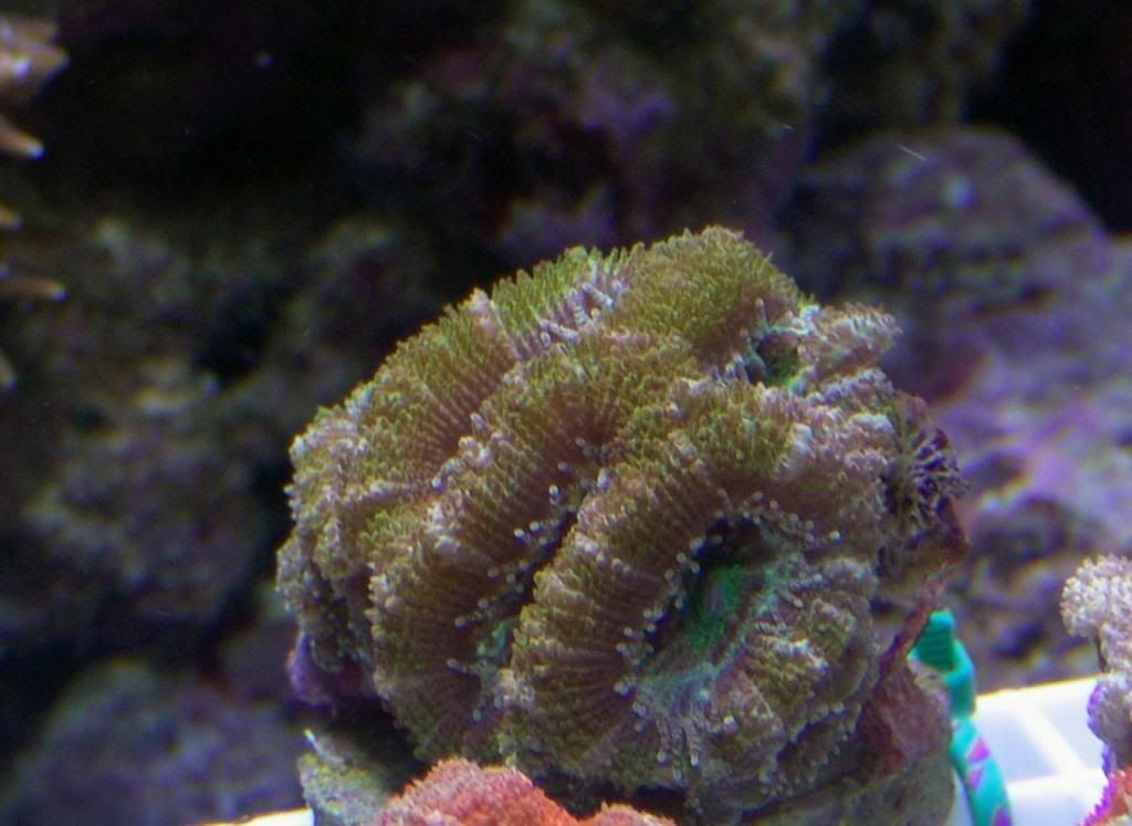 greenacan1.jpg