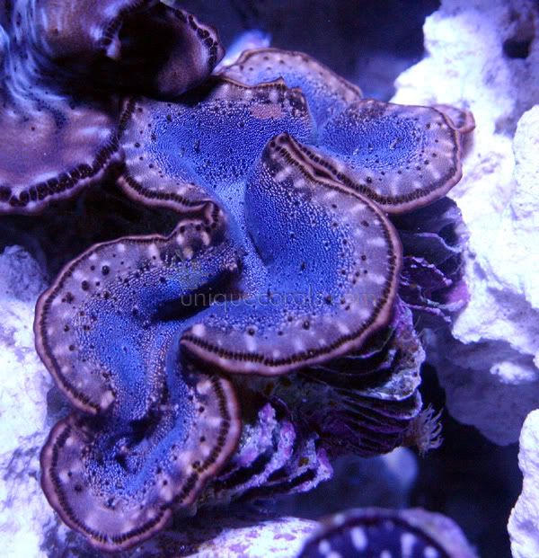 clam3.jpg