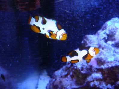 clowns2.jpg