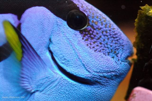 120g_hippo04.jpg