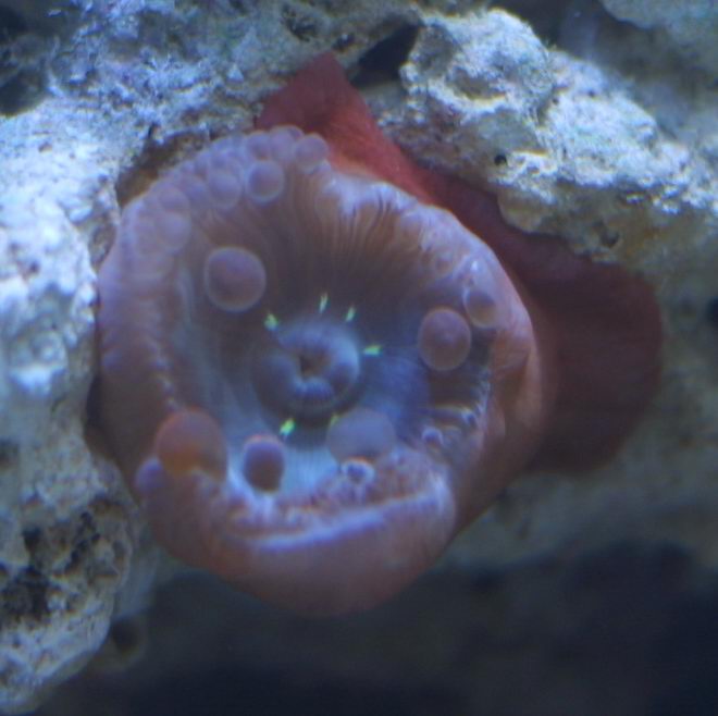 eaten-anemone-web.jpg