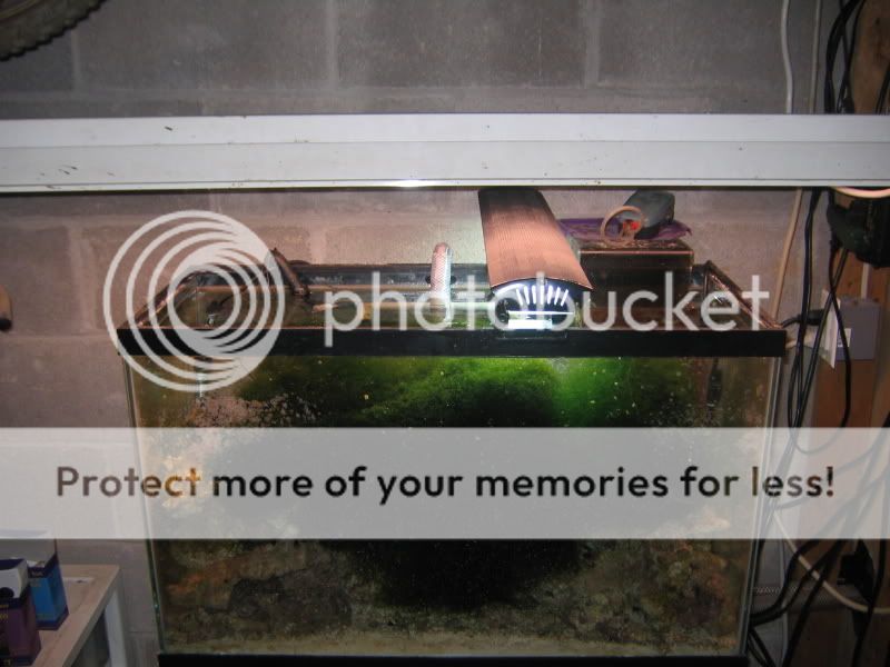 fishtankref001.jpg