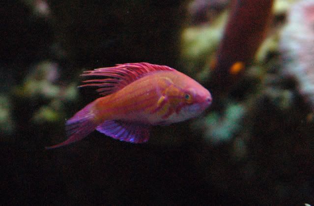 120g_Paracheilinusfilamentosus02.jpg
