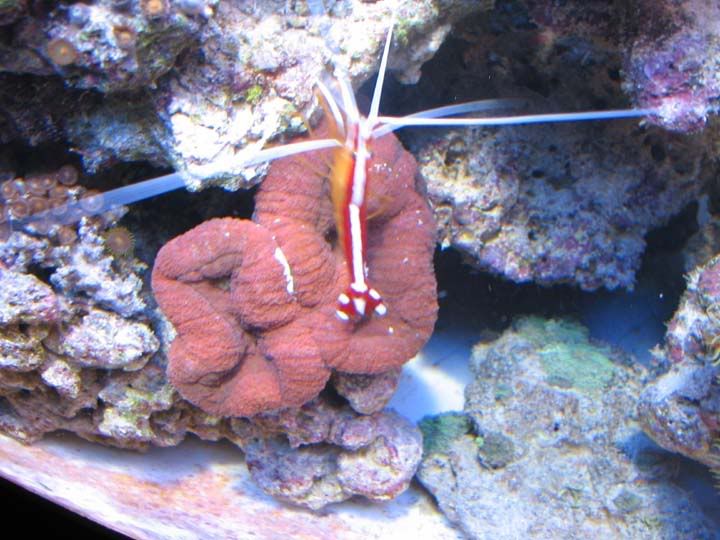 cleanershrimp.jpg