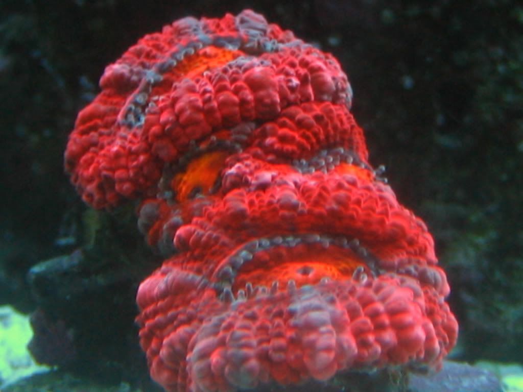 IMG_3274.jpg