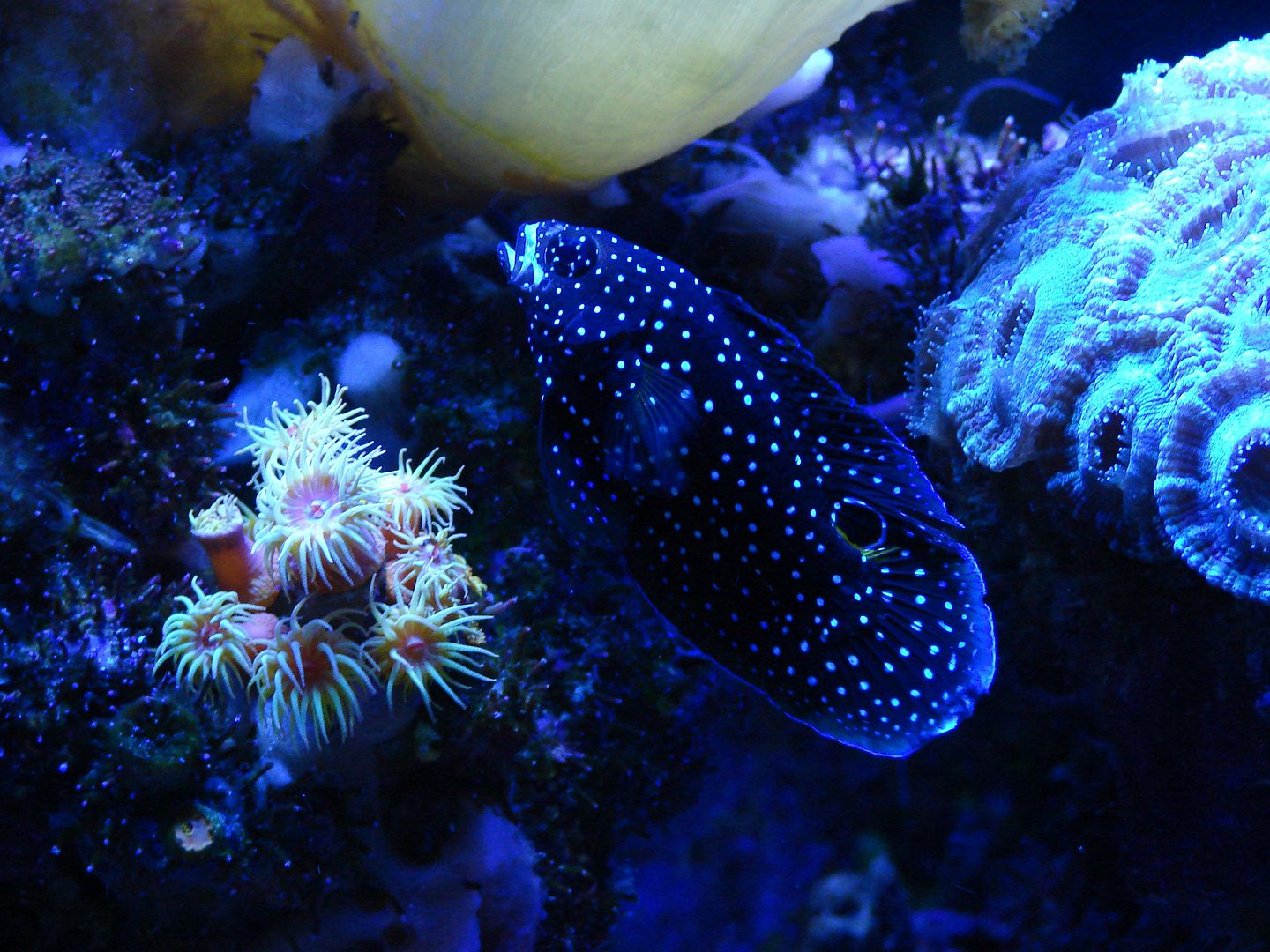 betta_zps2baf02df.jpg