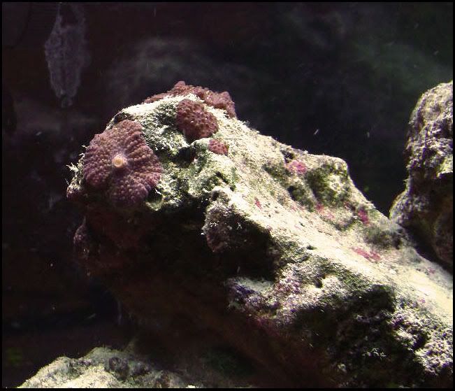 fish5.jpg