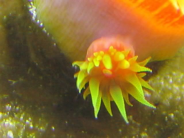 65g_BabyDendro.jpg