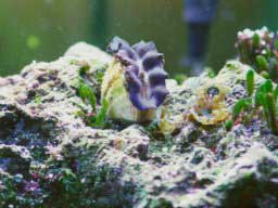 clam01b-sm.jpg