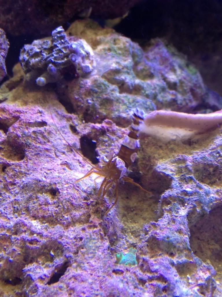 shrimp.jpg