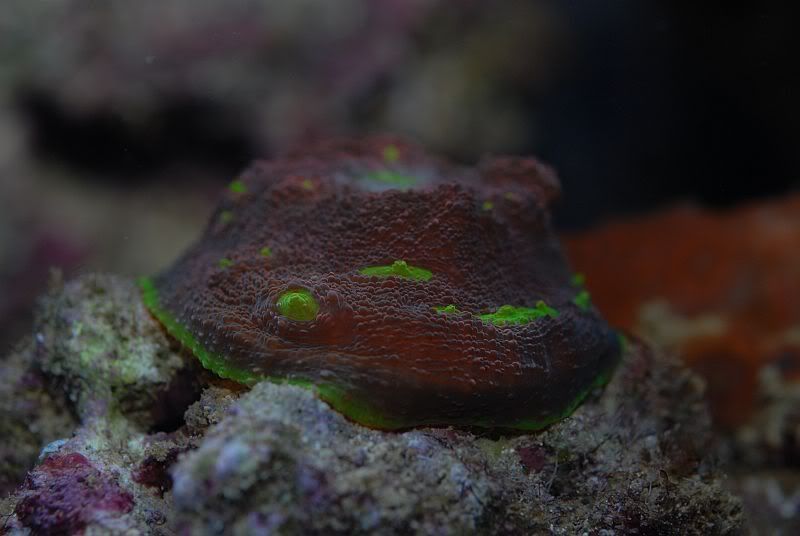 DSC_0234.jpg