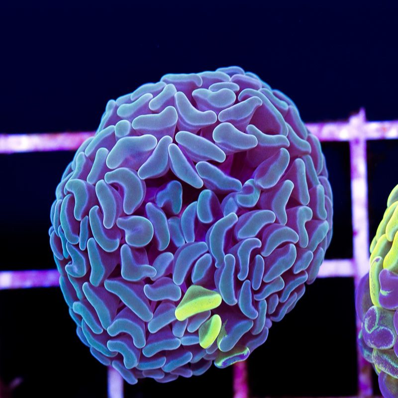 newcorals2a564b.jpg~original
