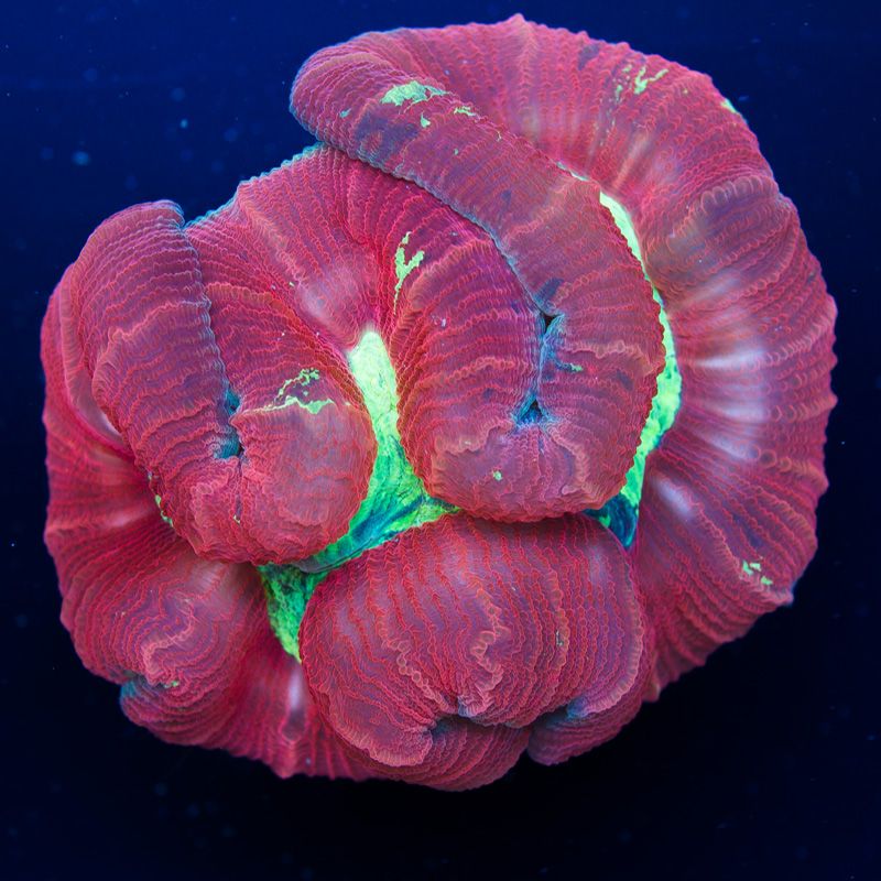 newcoral1551b.jpg