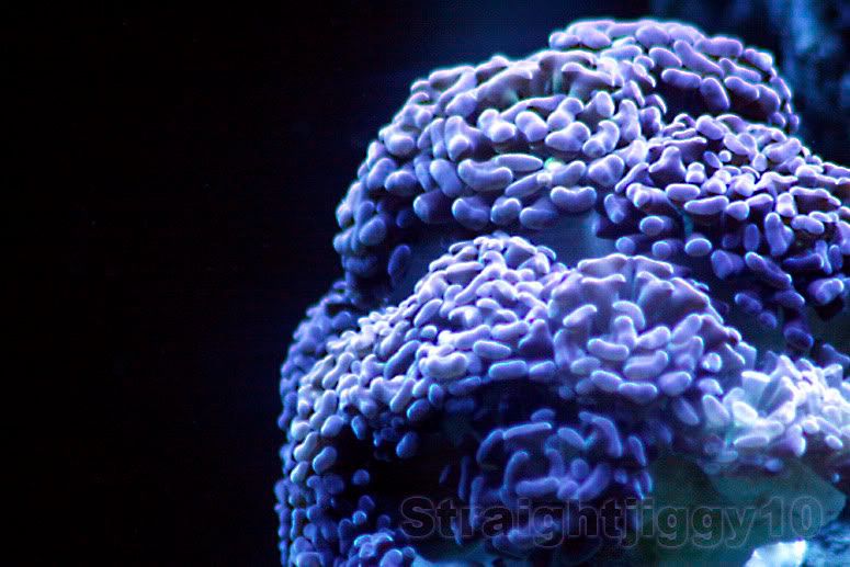 _MG_9220.jpg