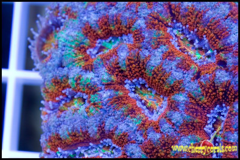 NewCorals067copy.jpg