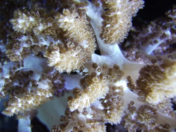 Aqua_1_16017.jpg