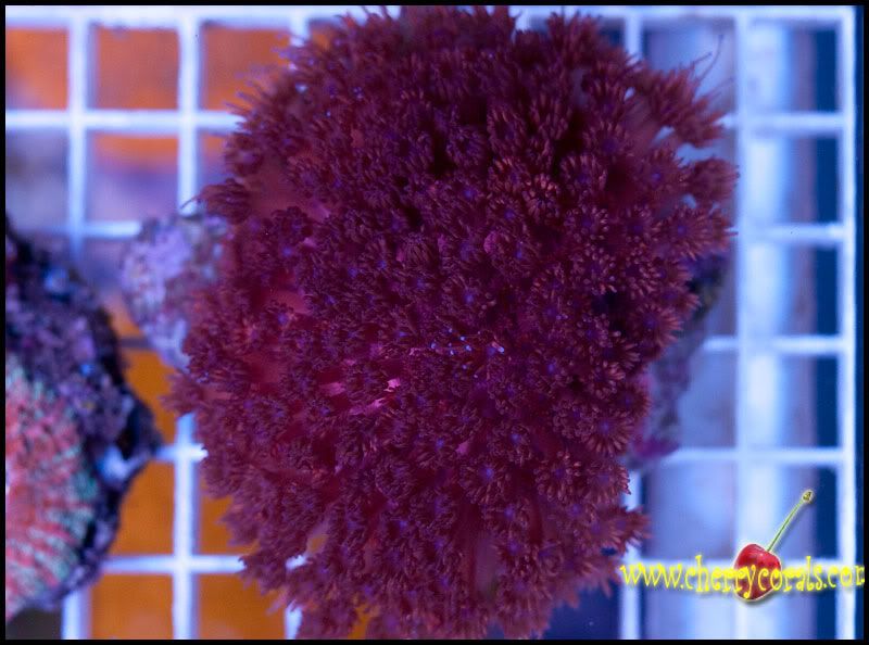NewCorals_4-5.jpg