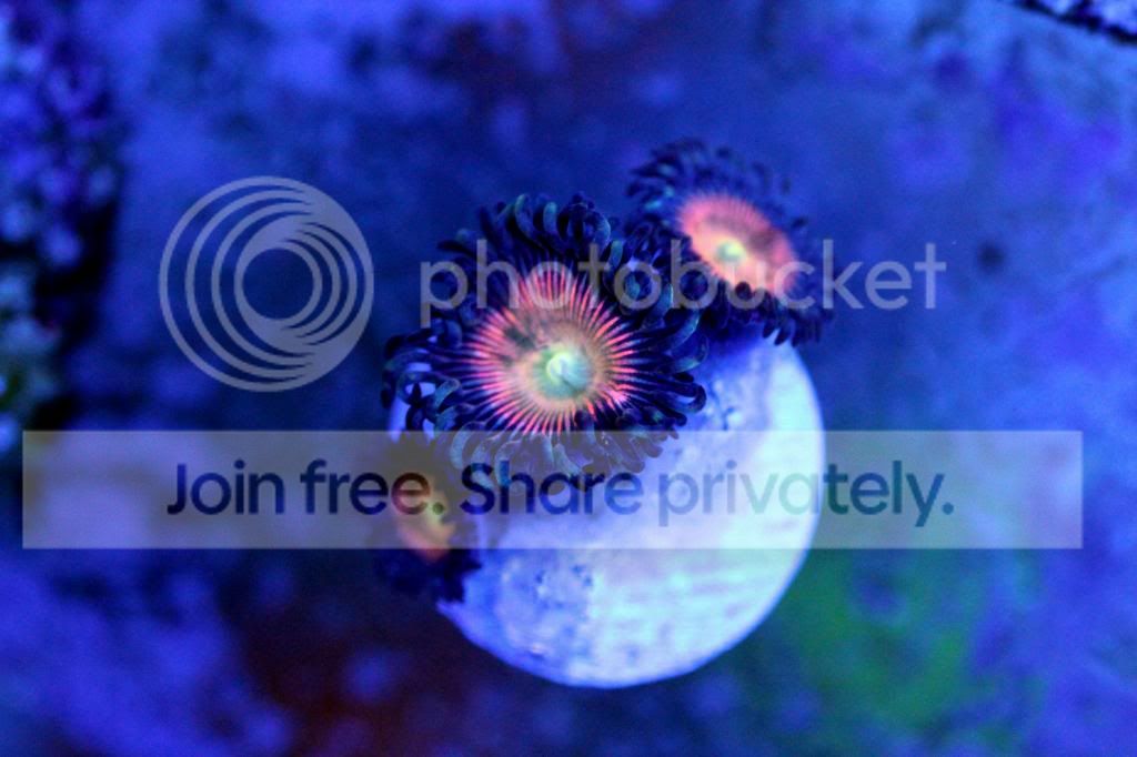 IMG_5402_zps6cf6f492.jpg