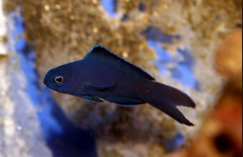 bluefish_zpssc566kft.jpg