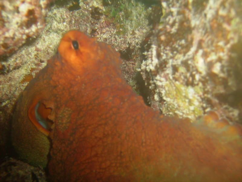 PICT0299.jpg