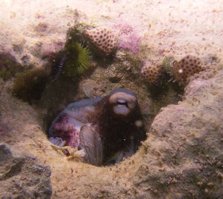 octo1.jpg