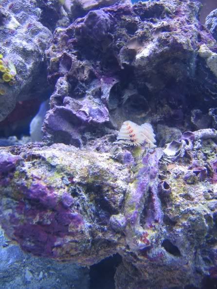 12062005ledgeworm.jpg
