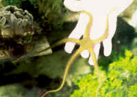 Green_Brittle_Star_in_HandAQ.jpg